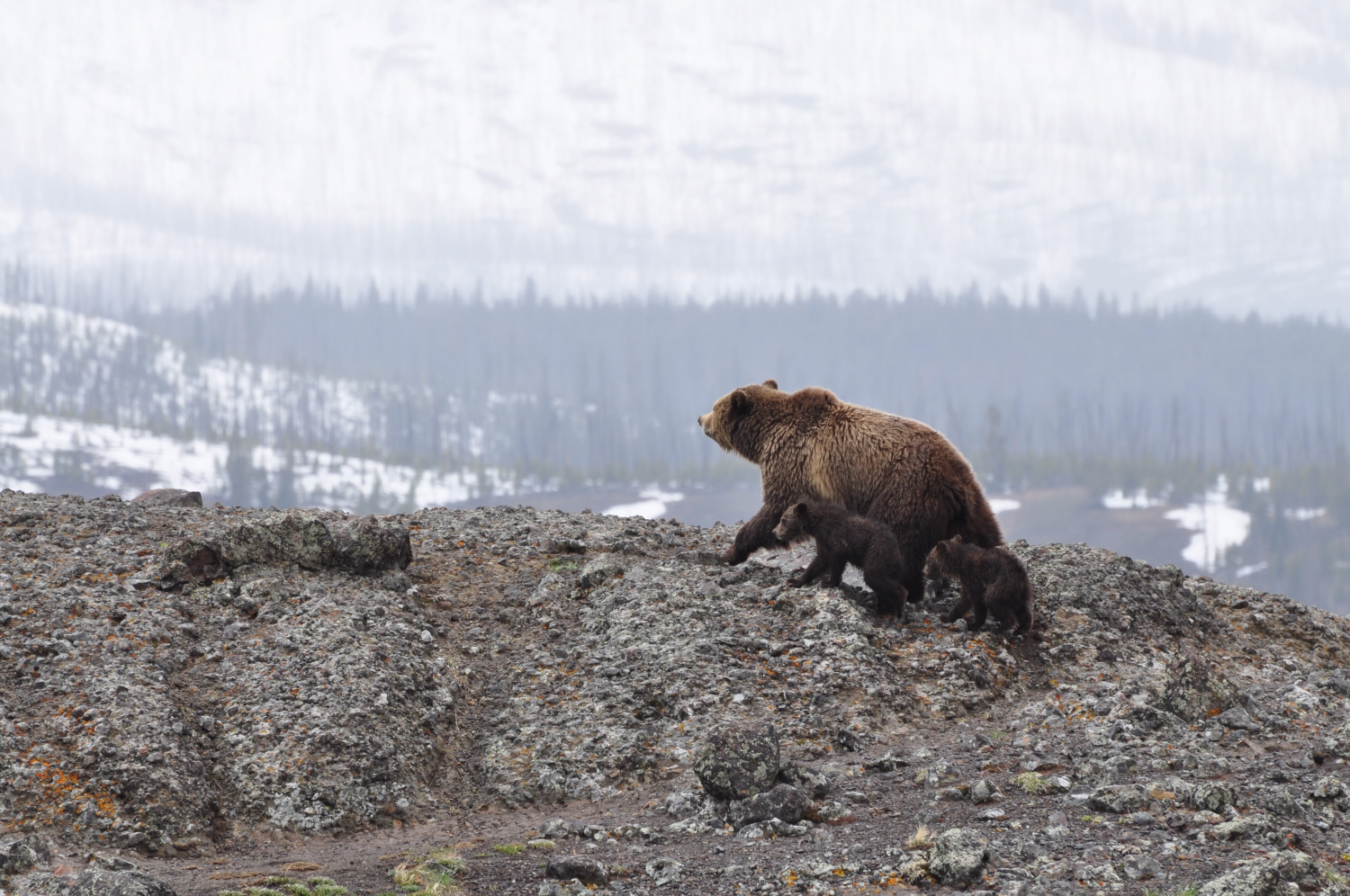 Bears are classified as caniforms, or doglike carnivorans